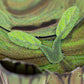 Metal Earth - Groot Metal Earth