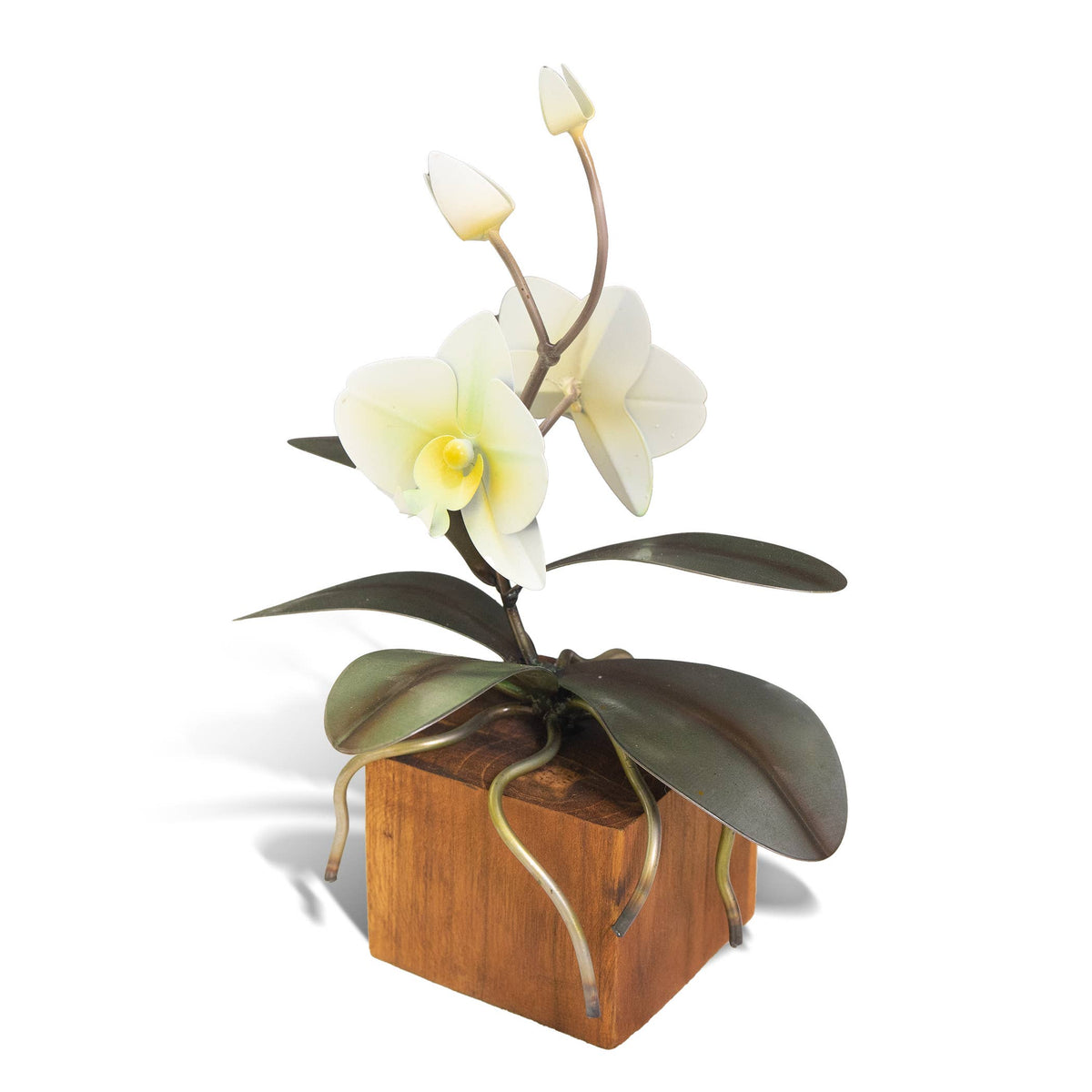 Copper Art - White Phalaenopsis Orchid on a Teak Base