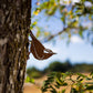 Elegant Garden Design - Nuthatch Tab