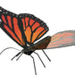 Metal Earth - Monarch-Butterfly - COLOR