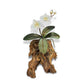 Copper Art - White Phaleanopsis Orchid on a Teak Wood Base, Wall Piece