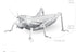 METAL EARTH; Grasshopper