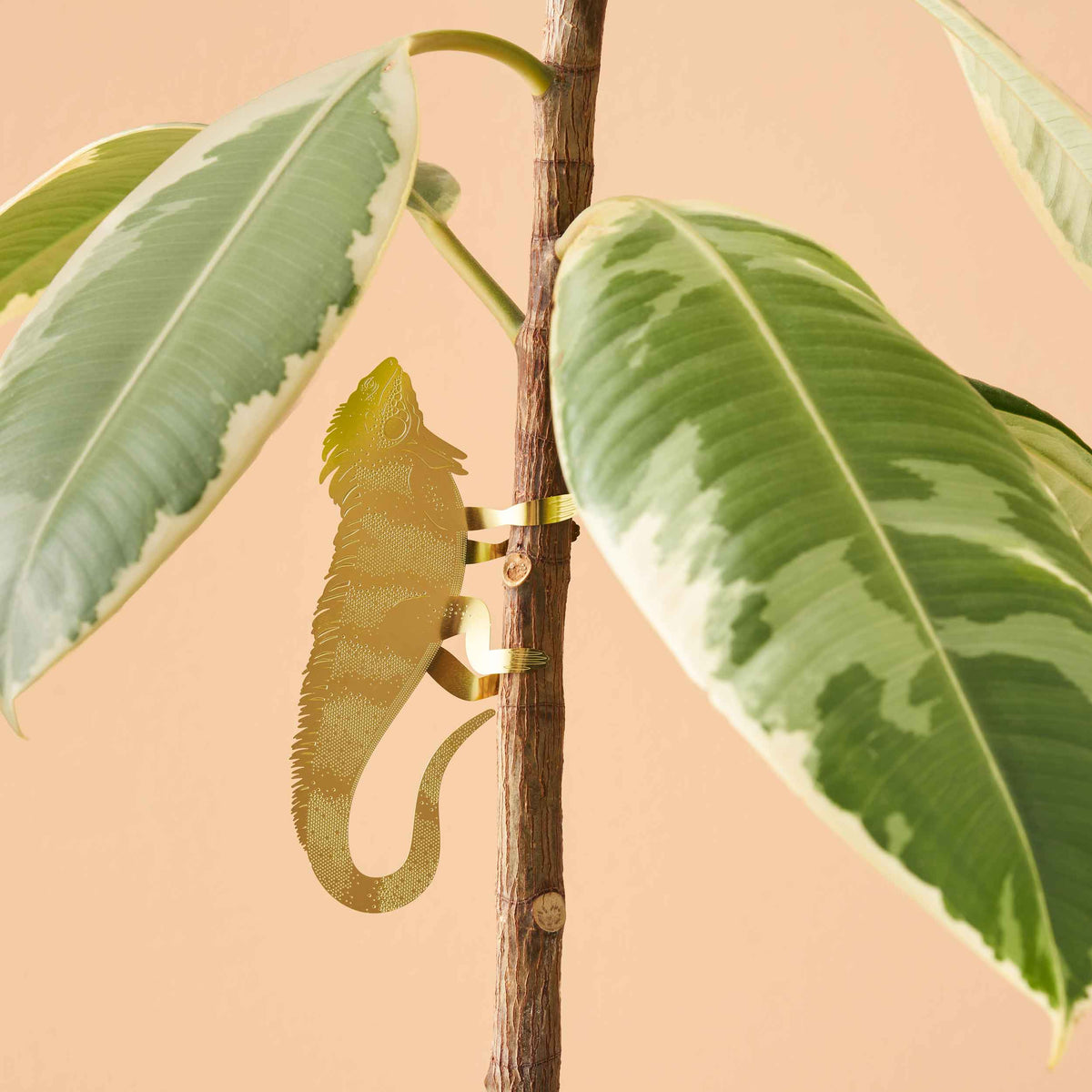 Another Studio for Design: Plant Animal Iguana
