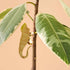 Another Studio for Design: Plant Animal Iguana