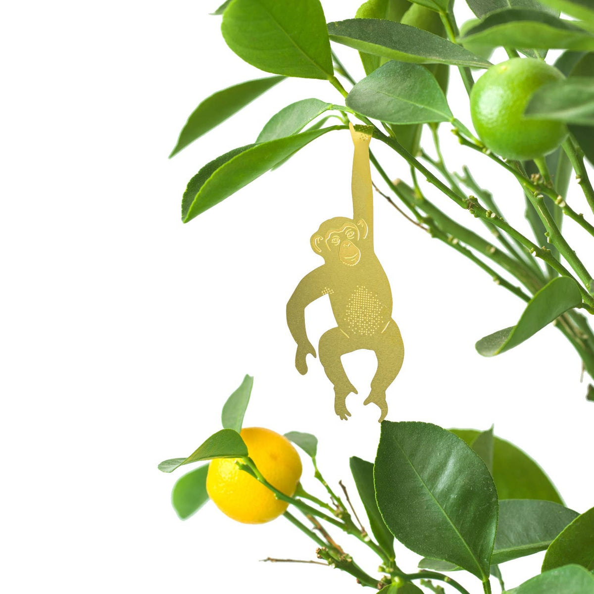Another Studio for Design: Plant Animal Chimpanzee
